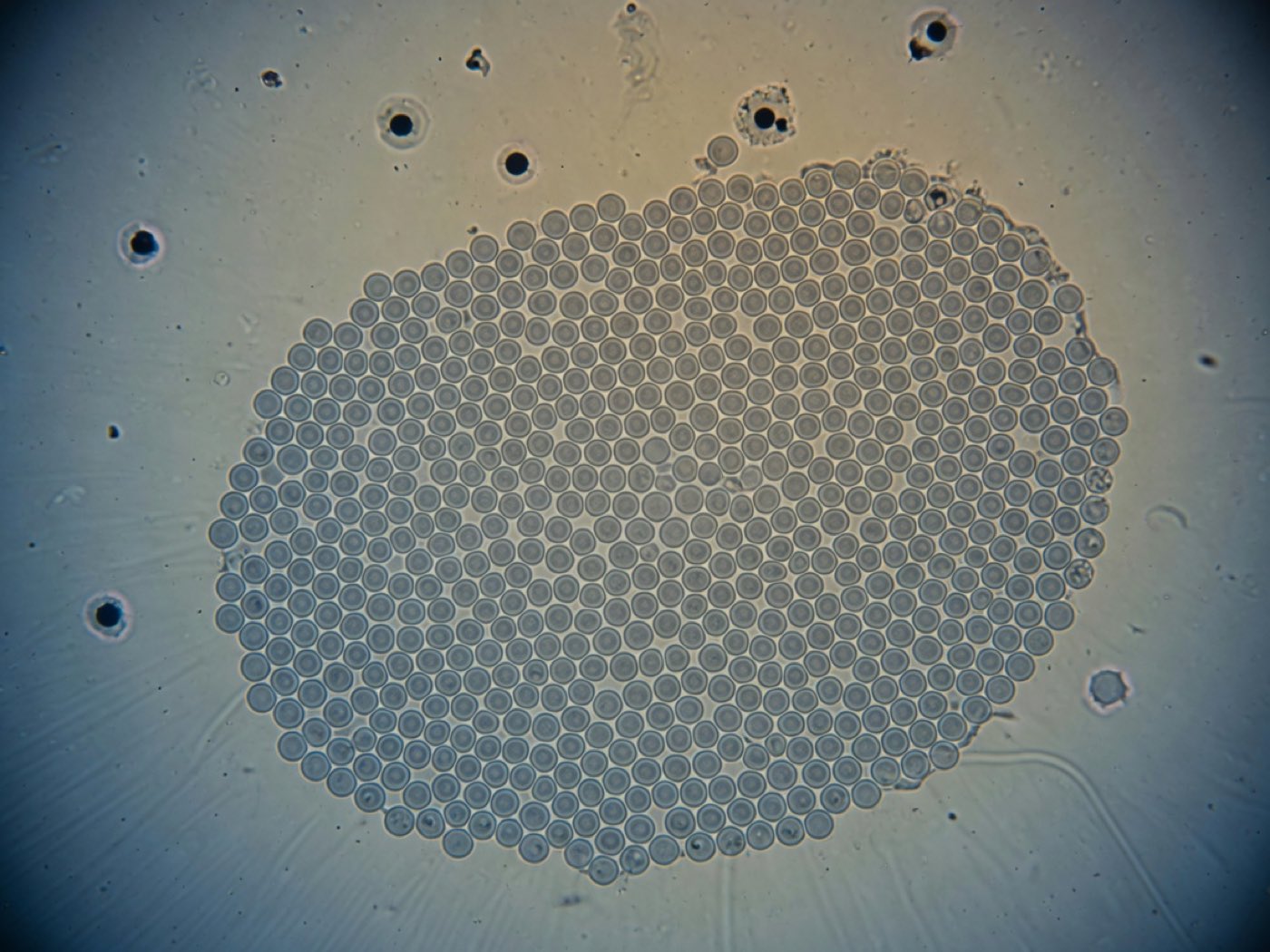 Colonia de células madre bajo microscopía