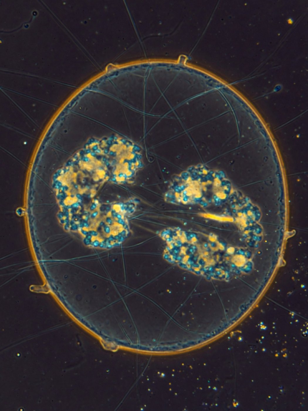 Visualización por microscopía de una célula madre de trofoblasto humano en división